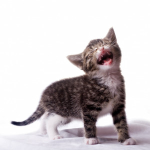 Introducing new cats can be difficult but by thinking it through and ...