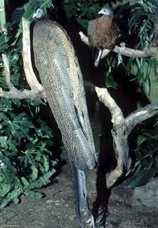 Indian Flag Best Wallpaper