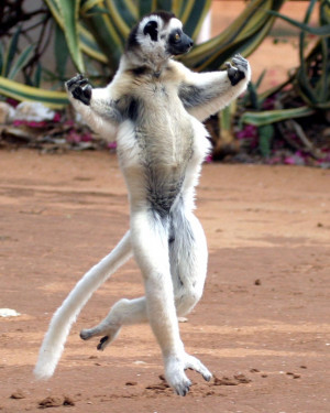 Verreaux Sifaka (Dancing Sifaka) Berenty National Park.