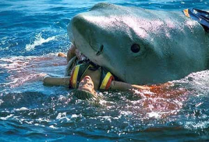 ... shark attacks during 2010 there were 7 authenticated unprovoked shark