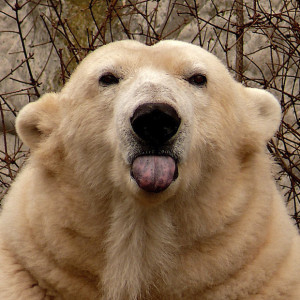 cheeky polar bear sticks out her tongue at Amsterdam Zoo ...