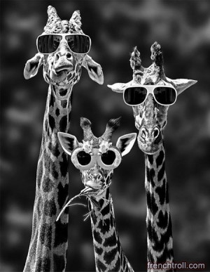 Giraffes SWAG images droles