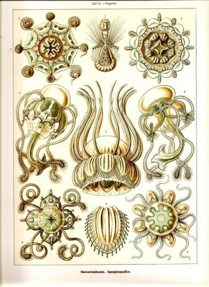 Ernst Haeckel Jellyfish
