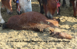 BREAKING NEWS: Citizen investigation reveals wild horses are sick and ...
