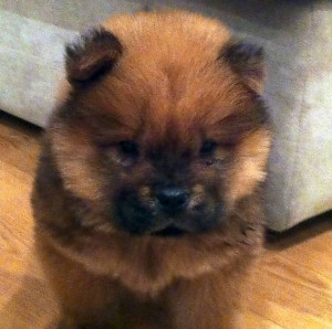 Brown Chow Chow Puppies
