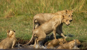 lioness scoops up one of her seven cubs in her mouth while walking