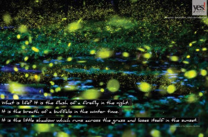 Fireflies at Night. Click to get this 11x17