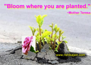 Bloom where you are planted.” ~ Mother Teresa
