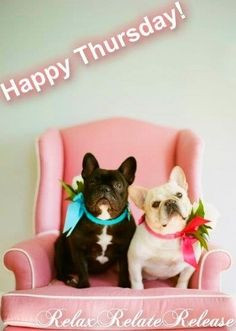Happy Thursday quotes cute quote dogs days of the week good morning ...