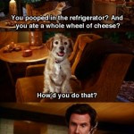 Funny Anchorman Dog Baxter Pooped Refridgerator Ate Wheel Cheese Scene ...