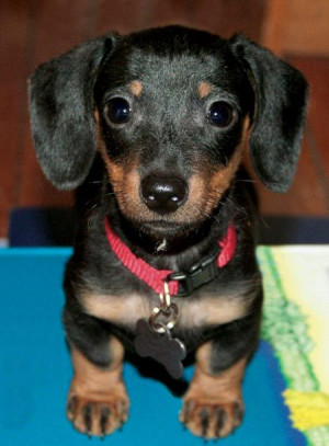 Freddy the Dachshund Pictures 4890