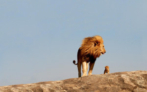 ... category lion downloads 734 tags lion cub animal wild wide views 1293
