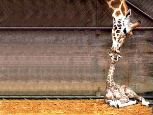 Amazing Giraffe Kissing Wallpapers Free Download || Beautiful Giraffe ...