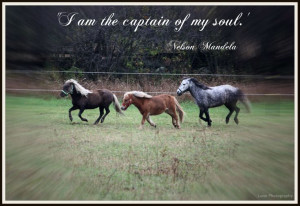Inspirational Horse Quote