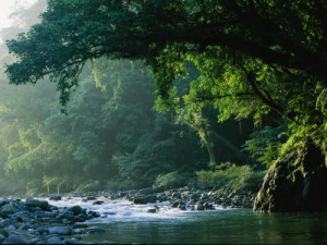 River Flows Through a Northern Sierra Madre Natural Park Rainforest