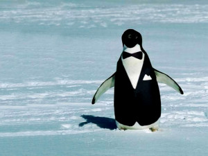 22 Reasons Why Penguins Are Hands Down The Best Animals On Earth