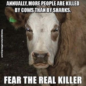 ... By Cows Than By Sharks Fear The Real Killer Funny Shark Week Humor