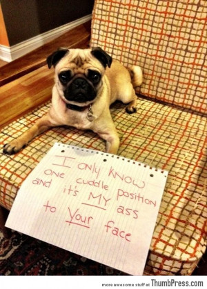 Dogs with Notes: The best of Dog Shaming (50 Funny Pictures)