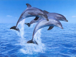 dolphins Images and Graphics