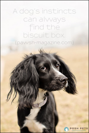Toronto-dog-photographer-dog-quote-14