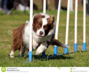 Blue Merle Border Collie Dog Agility Trial Stock Photo