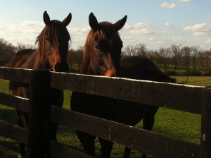 Primerica 5 Million Dollar Ring