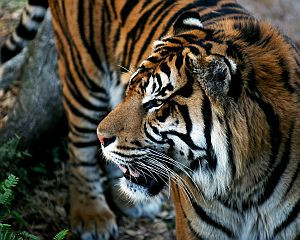 Tapping Into Your Animal Instincts