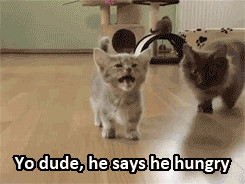 cat LOL funny cute quote text quotes funny gif cats kitten fun funny ...