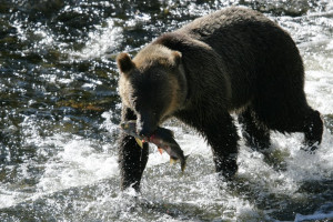 grizzly bear salmon fishing
