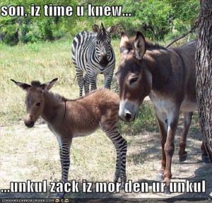 funny donkey pics funny donkey jokes donkey funny funny donkey quotes ...