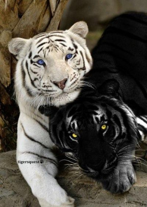 Online photograph depicting a normal tiger (alongside a white tiger ...
