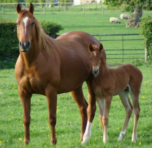 These are some of Red Roan Quarter Horse Mare And Foal pictures