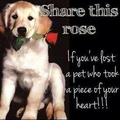 ... rose love quotes animals quote miss you dog puppy pets pet sad quotes
