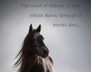 Horse Quotes For Girls Horse quote, inspirational