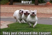 Funny Stuff / by The Cleaner Image Carpet & Upholstery Cleaning