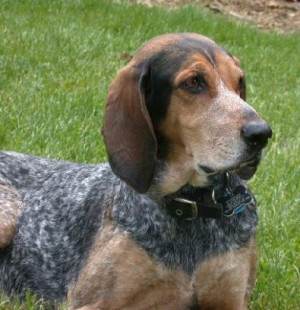 bluetick coonhound Images and Graphics
