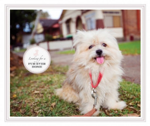 Found on prettyfluffy.com