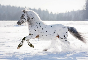 Beasts of Burden: Amazing Horse Photos
