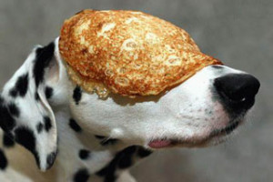 Puppies Eating Pie! (and other baked goods to make humans jealous)