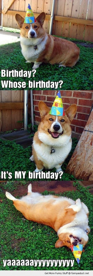 happy birthday dog animal party hat rolling grass funny pics pictures ...