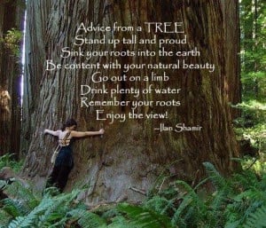 Advice from a TREE stand up tall and proud sink your roots into the ...