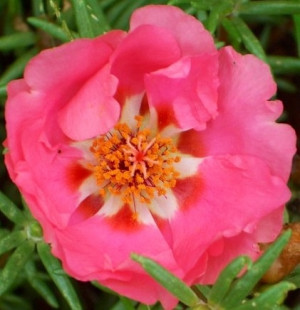 Pink poppy flower photo via www.Facebook.com/Nancy.Beardsley.Art