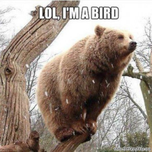 Funny bear pictures
