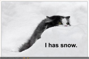 ... .net/images/2011/11/23/funny-pictures-cat-has-snow_132203891469.jpg