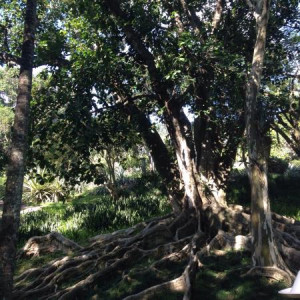 photo2 jpg Picture of Sitio Roberto Burle Marx Rio de Janeiro