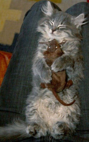 Hugging In My Sleep Cat - Return to Funny Animal Pictures Home Page