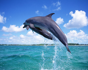 ... wallpapers of dolphins.All the wallpapers are in resolution 1280 X