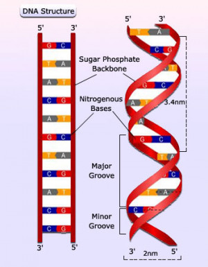 DNA Structure Ladder