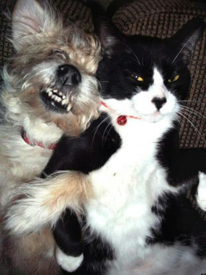 CAT-DOG-BEST-FRIENDS-facebook.jpg