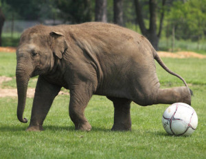 Funny Elephant Playing Football